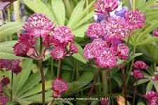 Astrantia major 'Rosensinfonie'