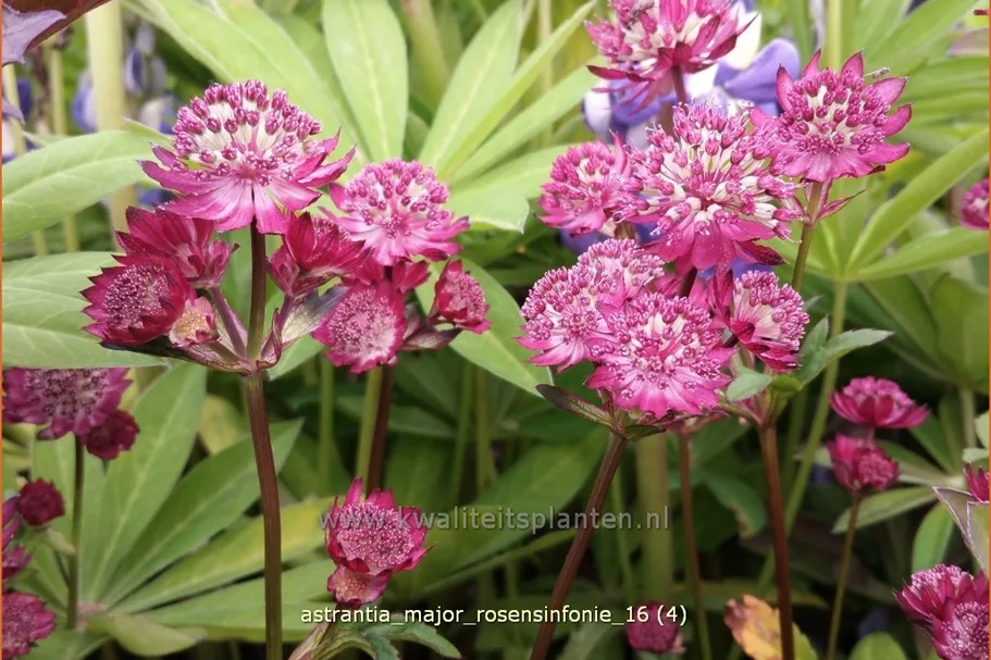 Astrantia major 'Rosensinfonie'