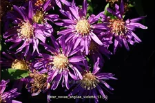 Aster novae-angliae 'Violetta'