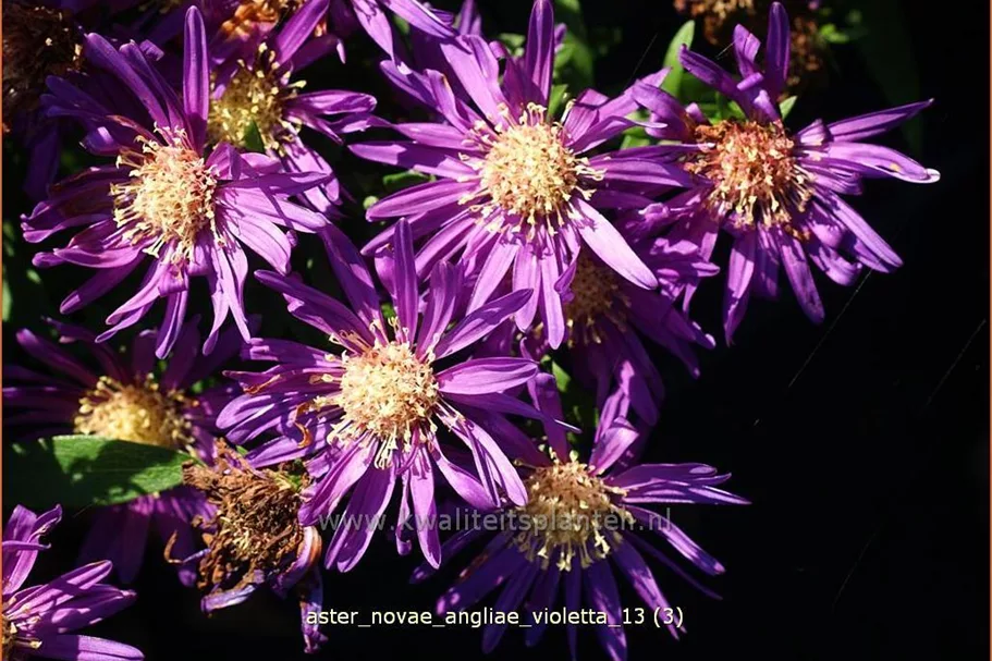 Aster novae-angliae 'Violetta'