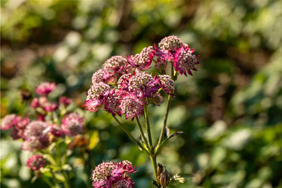 Astrantia major 'Rosensinfonie'