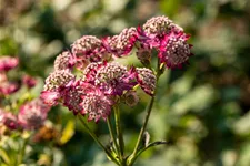 Astrantia major 'Rosensinfonie'