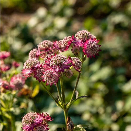 Astrantia major 'Rosensinfonie'