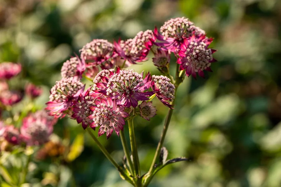 Astrantia major 'Rosensinfonie'