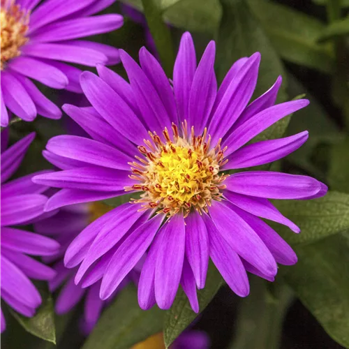 Aster novae-angliae 'Violetta'
