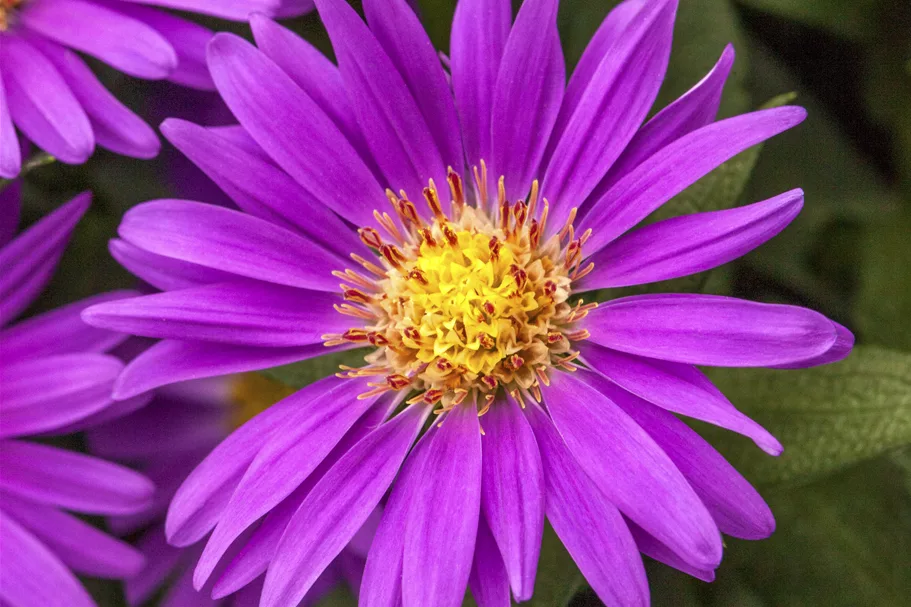 Aster novae-angliae 'Violetta'