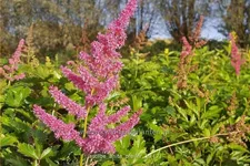 Astilbe x arendsii 'Anita Pfeifer'