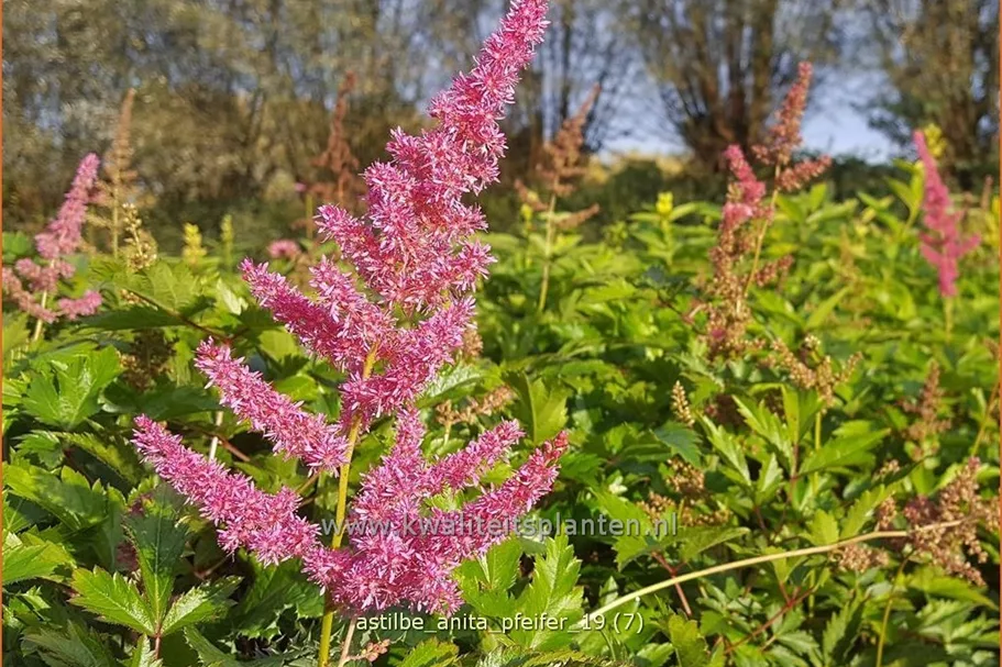 Astilbe x arendsii 'Anita Pfeifer'