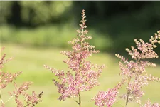 Astilbe x arendsii 'Anita Pfeifer'