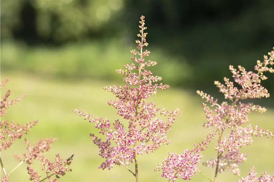 Astilbe x arendsii 'Anita Pfeifer'