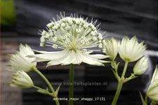 Astrantia major 'Shaggy'