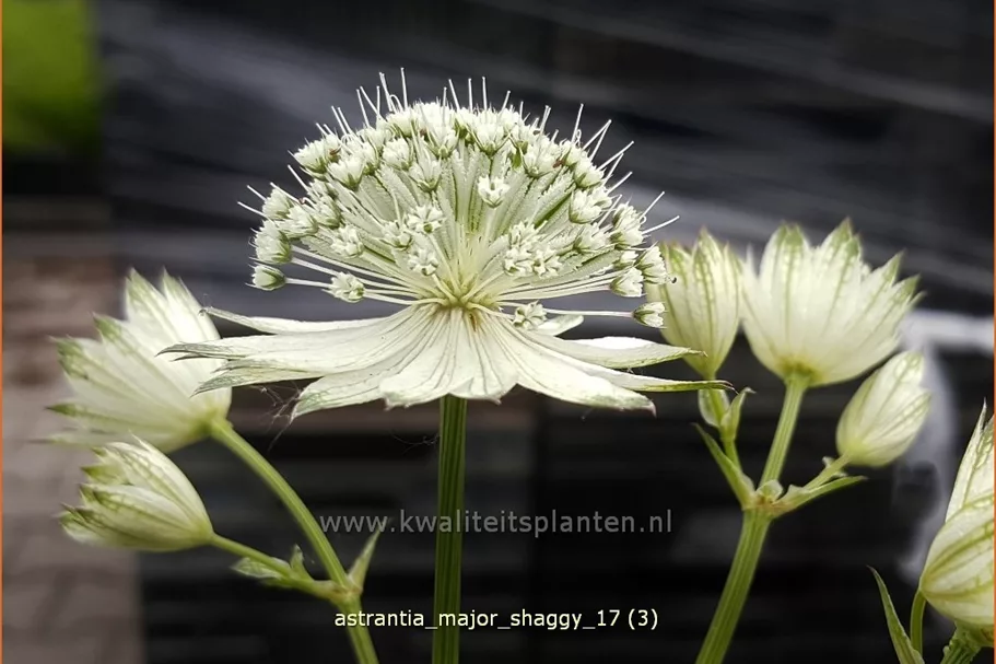 Astrantia major 'Shaggy'
