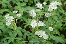 Astrantia major 'Shaggy'