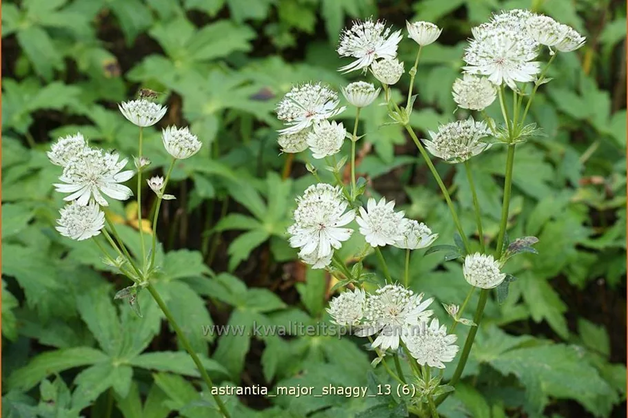 Astrantia major 'Shaggy'