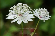 Astrantia major 'Shaggy'