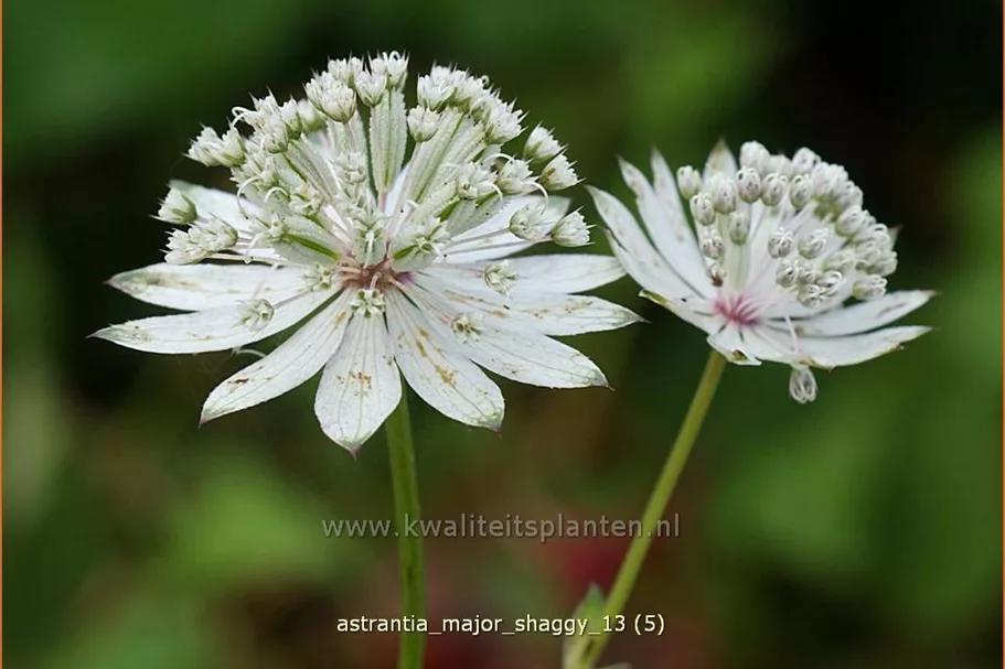 Astrantia major 'Shaggy'