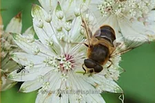Astrantia major 'Shaggy'