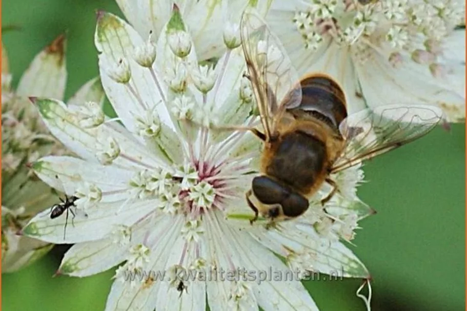 Astrantia major 'Shaggy'