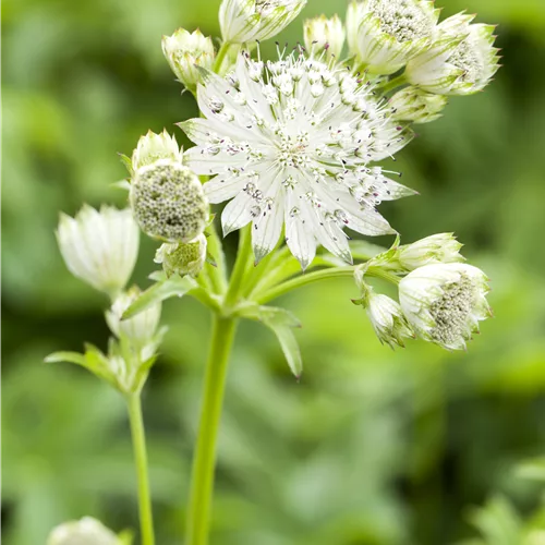 Astrantia major 'Sparkling Stars White'