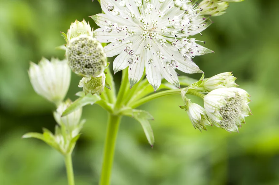 Astrantia major 'Sparkling Stars White'