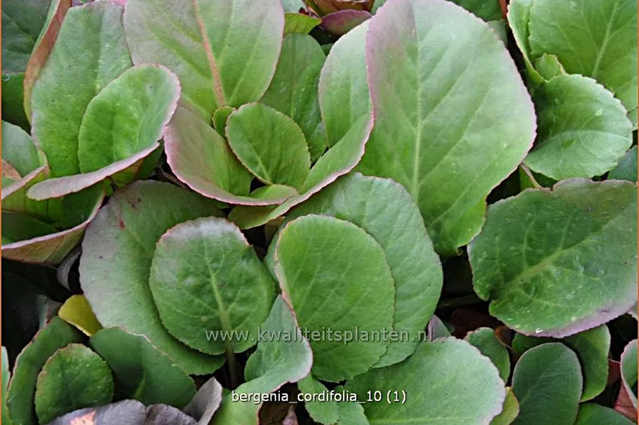 Bergenia cordifolia