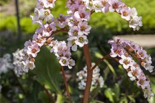 Bergenia cordifolia 'Schneekönigin'®