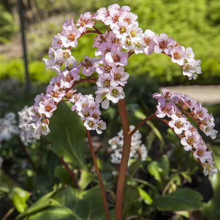 Bergenia cordifolia