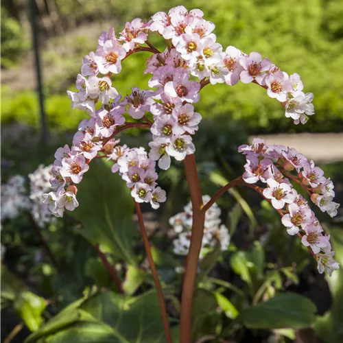 Bergenia cordifolia