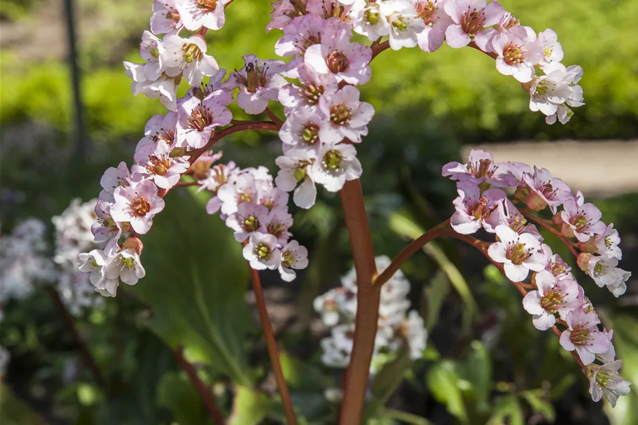 Bergenia cordifolia 'Schneekönigin'®