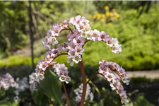 Bergenia cordifolia 'Schneekönigin'®