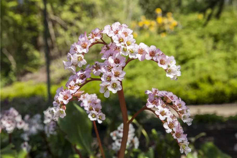 Bergenia cordifolia 'Schneekönigin'®