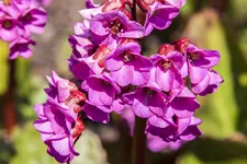 Bergenia cordifolia 'Rotblum'