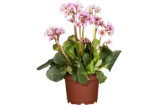 Bergenia cordifolia