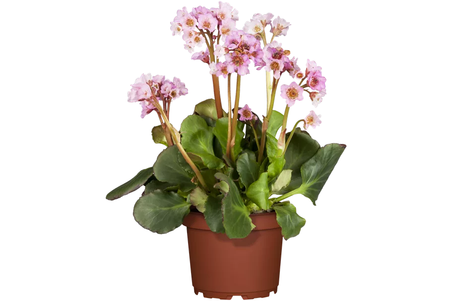 Bergenia cordifolia