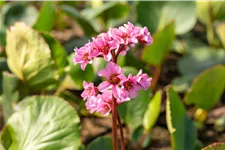Bergenia cordifolia 'Harzkristall'