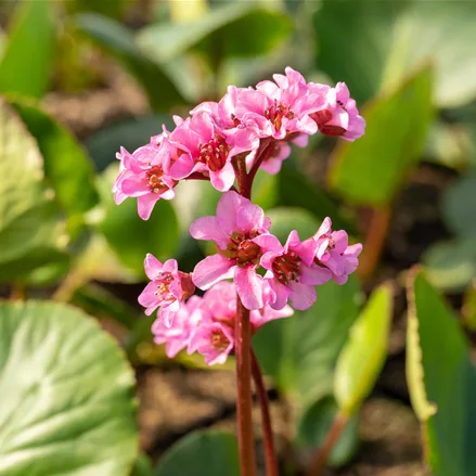 Bergenia cordifolia 'Herbstblüte'
