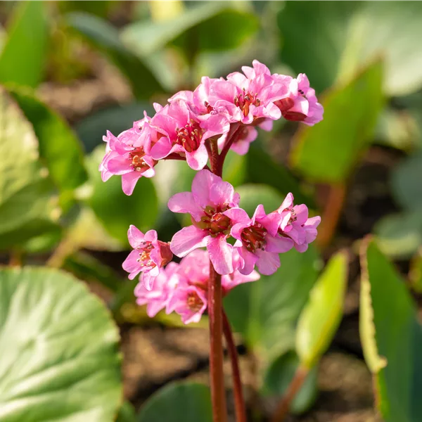 Bergenia cordifolia 'Herbstblüte'