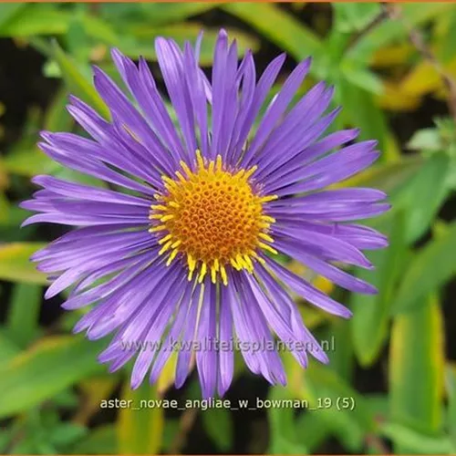 Aster novae-angliae 'W. Bowman'