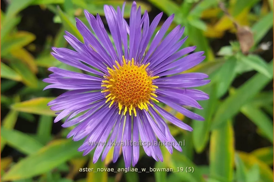 Aster novae-angliae 'W. Bowman'