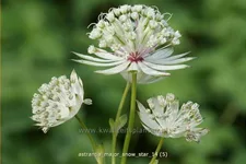 Astrantia major 'Snow Star'®