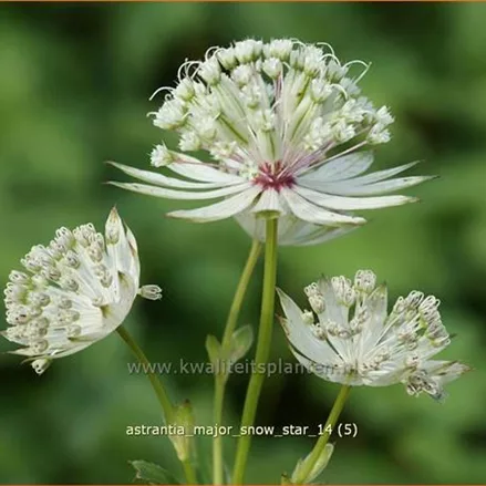 Astrantia major 'Snow Star'®