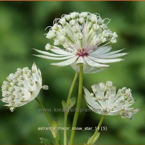 Astrantia major 'Snow Star'®