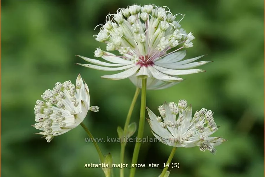 Astrantia major 'Snow Star'®