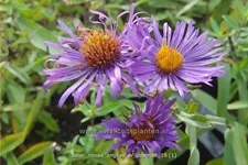 Aster novae-angliae 'W. Bowman'