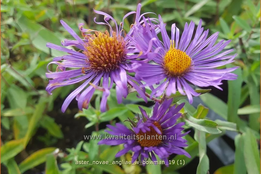 Aster novae-angliae 'W. Bowman'
