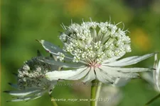 Astrantia major 'Snow Star'®