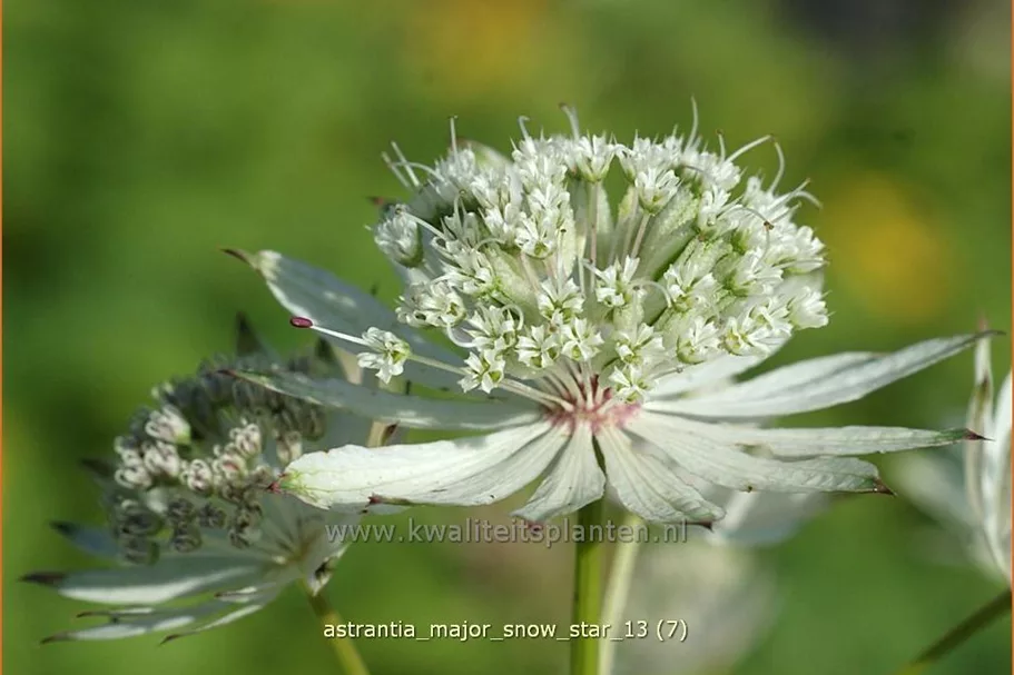 Astrantia major 'Snow Star'®