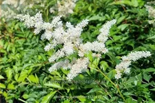 Astilbe x arendsii 'Brautschleier'