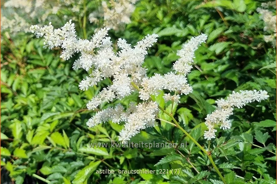 Astilbe x arendsii 'Brautschleier'