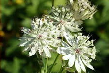 Astrantia major 'Snow Star'®